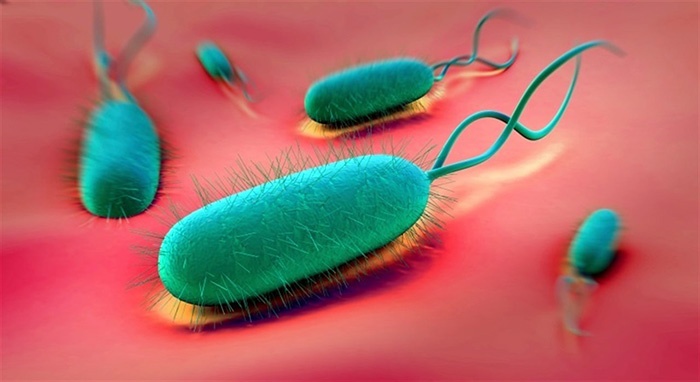Helicobacter